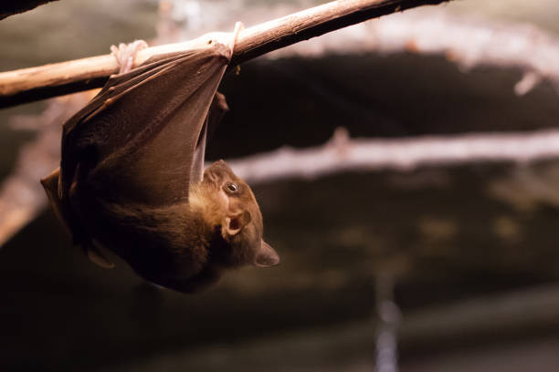 Egyptian Fruit Bat climbing branch (Rousettus aegyptiacus) This bat is clibing along a branch rousettus aegyptiacus stock pictures, royalty-free photos & images