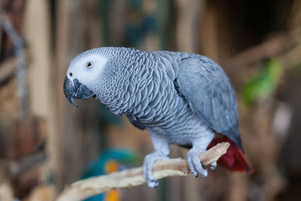 istock African Grey Parrot looks on and about to squawk 826590182
