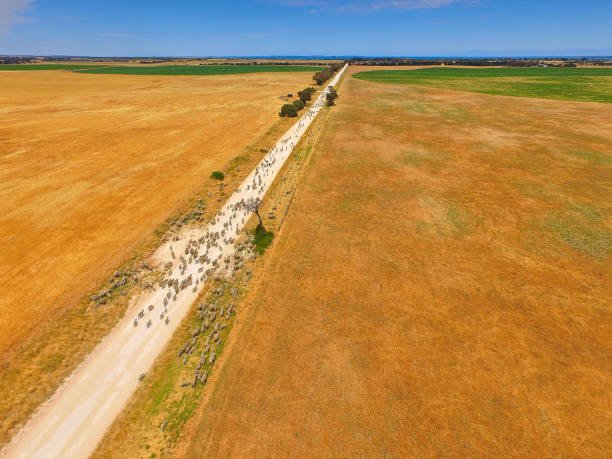 Aerial view of sheep on outback road. Aerial view of sheep on outback road. Featuring herd of sheep. Complete with sheep dogs, farmer and farm utes. Circle Irrigation (Centre Pivot) in view. murray darling basin stock pictures, royalty-free photos & images