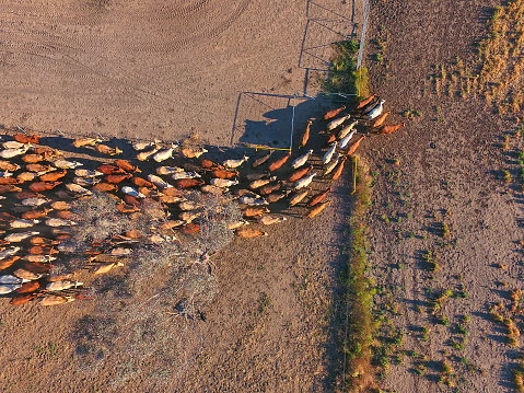 Vista aérea de Outback ganado reunir con manada de vacas de la ganadería photo