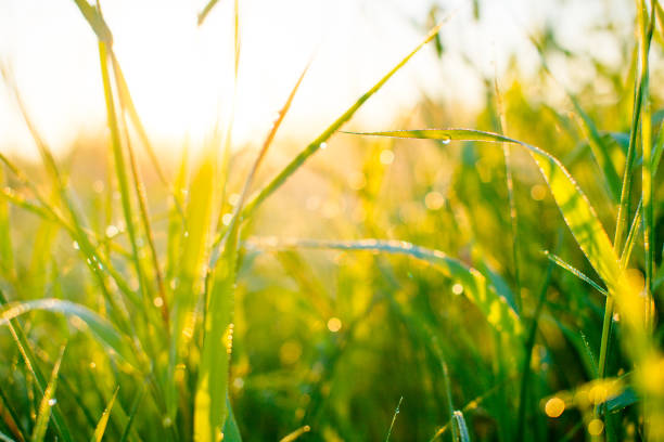 istock Blurred background of grass and sunlight 826594256