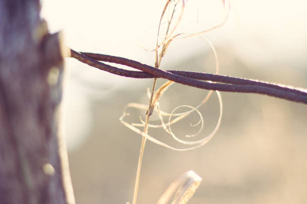 Warm background with a country feel with hay and a wire fence