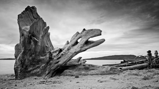 istock Drift wood on the beach, Schwemmholz am Strand 826594576