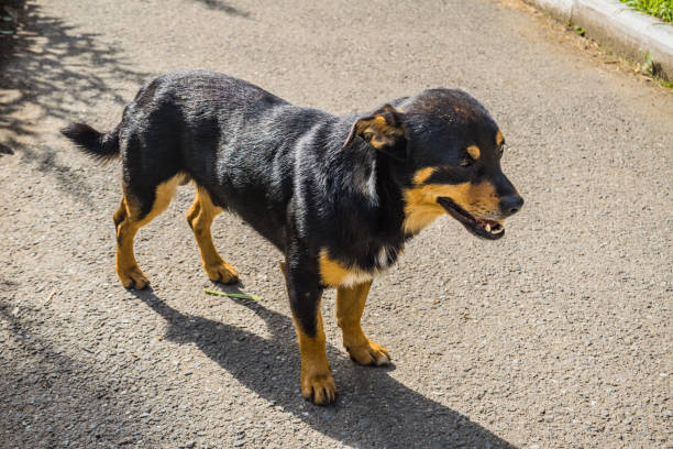 istock A dog mongrel walks on the sidewalk 826597346