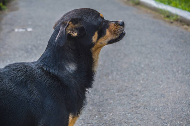 istock A dog mongrel walks on the sidewalk 826597376