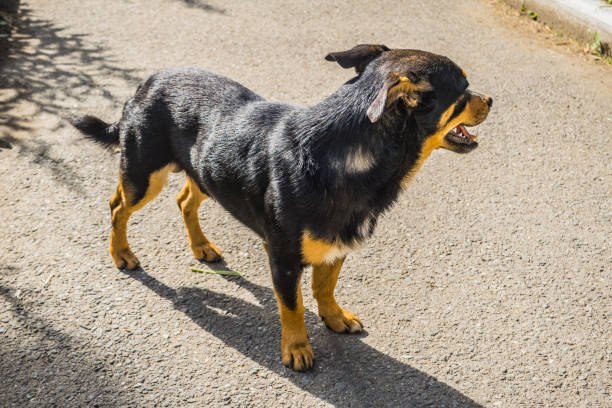 istock A dog mongrel walks on the sidewalk 826597382