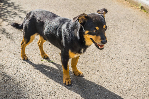 istock A dog mongrel walks on the sidewalk 826597388