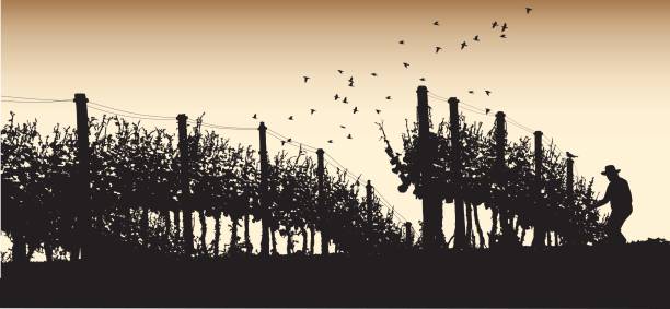 Memories Of The Harvest A vector silhouette illustration of a sepia toned farmer working harvesting wine grapes from grapes vines. grape pruning stock illustrations