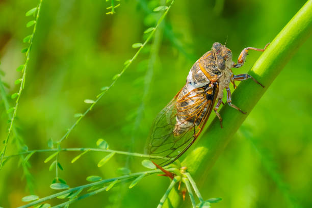 istock Cicada sits on a branch on a green background 826601732