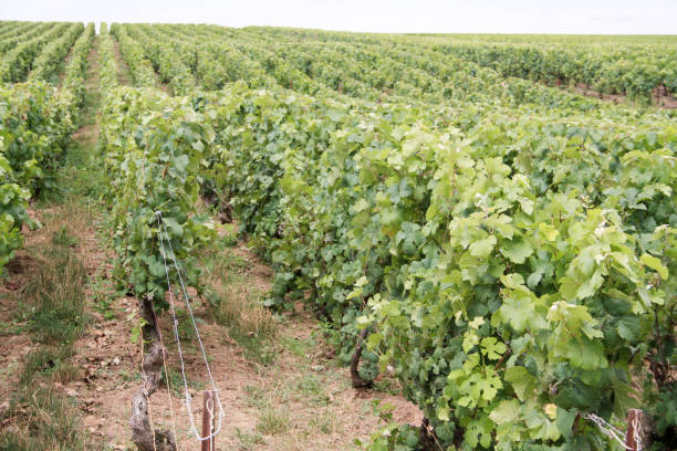istock hiking in Champagne 826602230