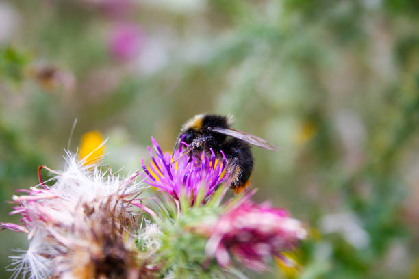 istock Wild flowers Champagne countryside 826602336