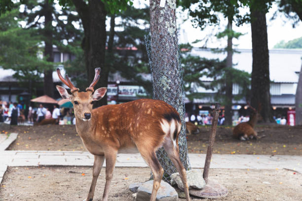 istock Tamed deer standing in an enclosure 826605510