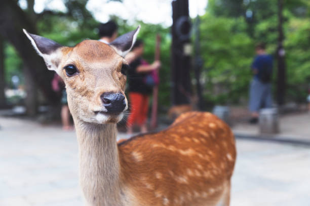 istock A deer, with defocused people in the background 826605522
