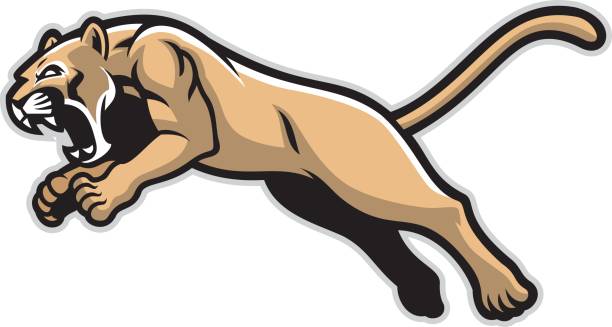 ilustraciones, imágenes clip art, dibujos animados e iconos de stock de mascota puma saltando - panthers
