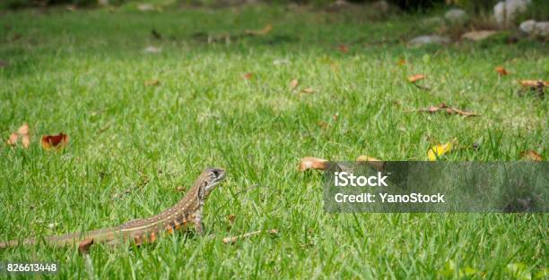 Closeup Head Shot Of Oriental Garden Lizard Stock Photo - Download Image Now - Agama Family, Animal, Animal Body Part