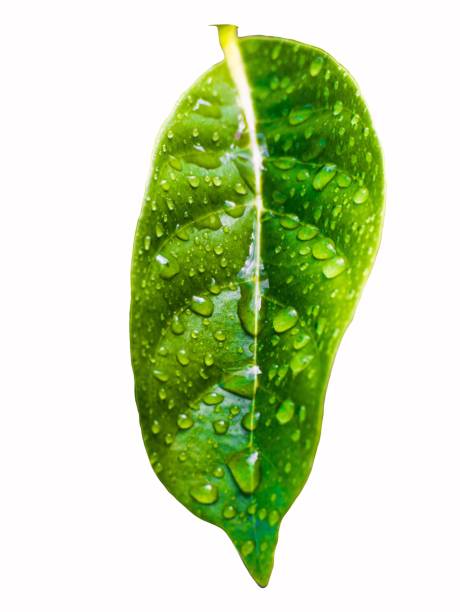 leaf on white background. using wallpaper or background for nature and isolated photo.
