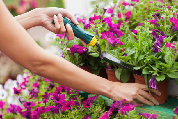 istock Woman spading flowers 826621812
