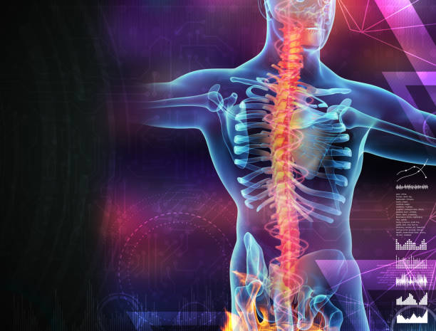 istock Skeleton of the man with the backbone 826622964
