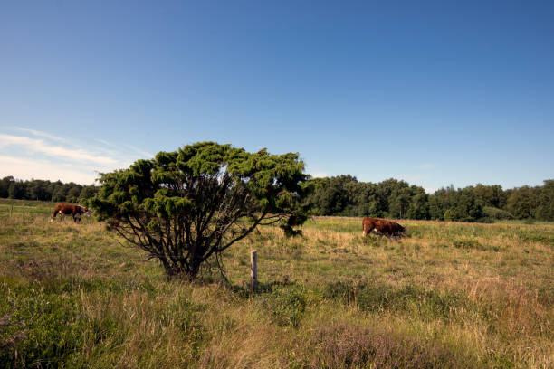 istock Laesoe island landsape 826625744
