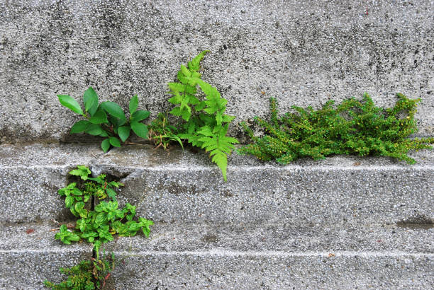 istock Green plant growing on gray pebble wall 826626140