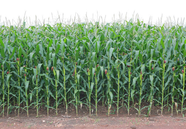 istock young green corn field in agricultural garden. 826630790