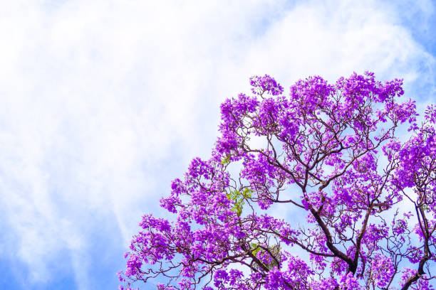дерево джакаранда в аделаиде - венчик лепесток фотографии стоковые фото и изображения