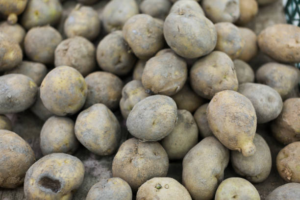istock uncleard Patatoes in open market 826638506