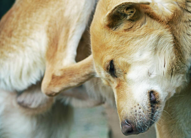 cão se coçar - tick dog flea pets - fotografias e filmes do acervo