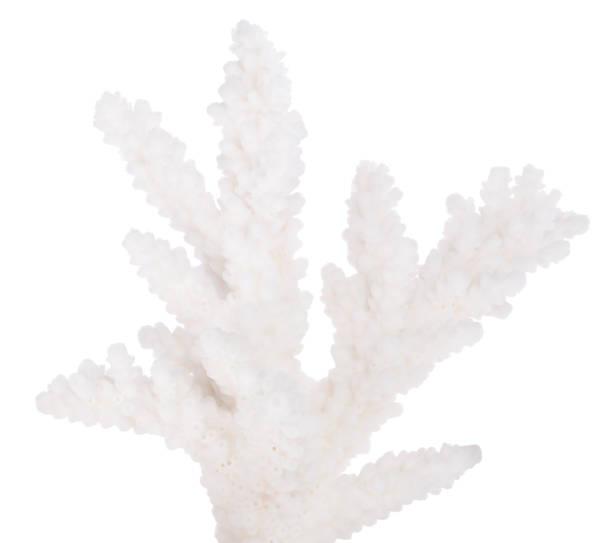 istock isolated small part of coral white branch 826642778