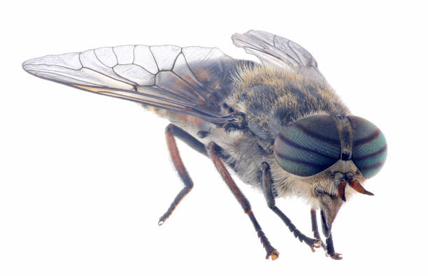istock pale giant horse-fly on white background 826642822