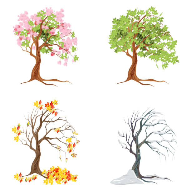 Four seasons trees on white background. vector art illustration