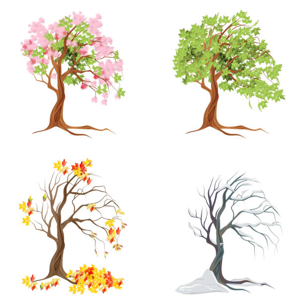 2,608 Cartoon Of A Four Seasons Stock Photos, Pictures & Royalty-Free Images - iStock 2,608 Cartoon Of A Four Seasons Stock Photos, Pictures & Royalty-Free Images - iStock