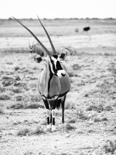 istock Gemsbok antelope in the yellow grass 826645344