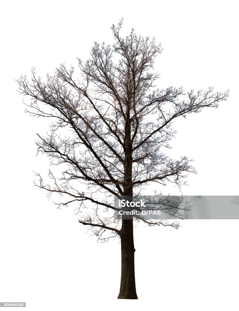 Bare Tree Large File Bare Large Straight Tree Isolated Ob White Stock Photo - Download Image ...