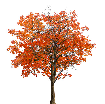 medium straight autumn maple tree isolated ob white background