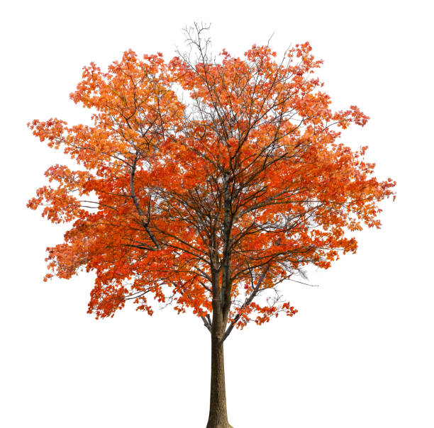 medium straight lush red maple isolated on white - autumn trees imagens e fotografias de stock