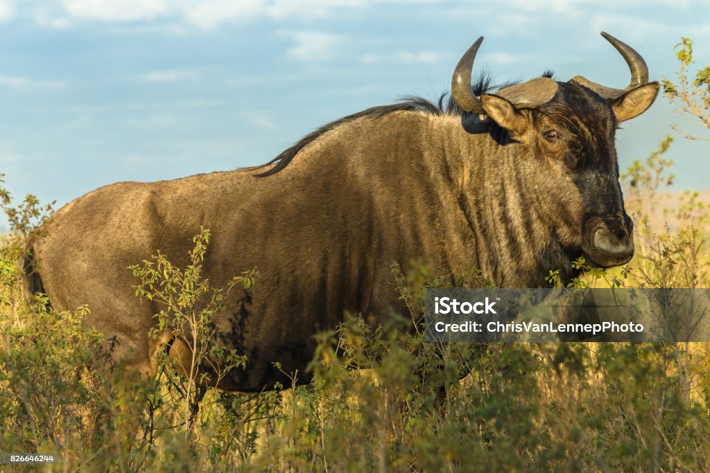 Wildlife Wildbeast Bull Animal Stock Photo - Download Image Now - Animal  Wildlife, Animals In The Wild, Bull - Animal - iStock