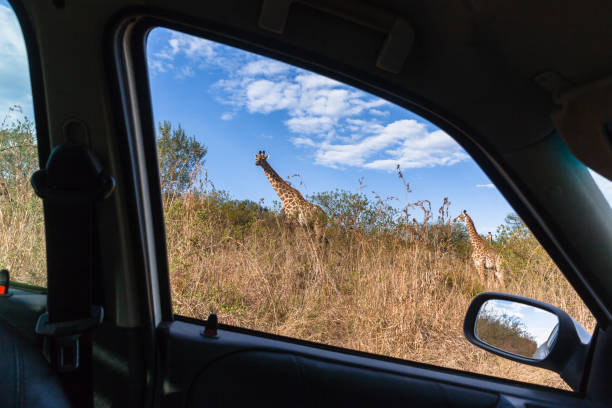 istock Giraffes Wildlife Car Window Landscape 826648742