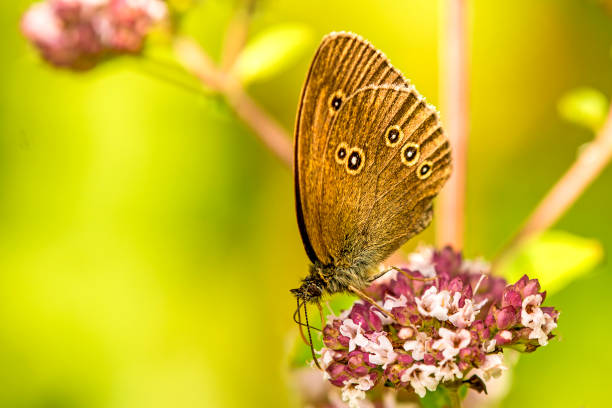 ringlet, Aphantopus hyperantus, on an oregano flower