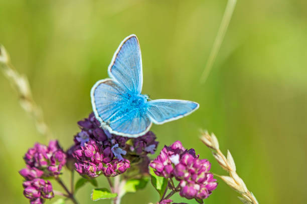 istock common blue, Polyommatus icarus,  on a oregano flower 826648980