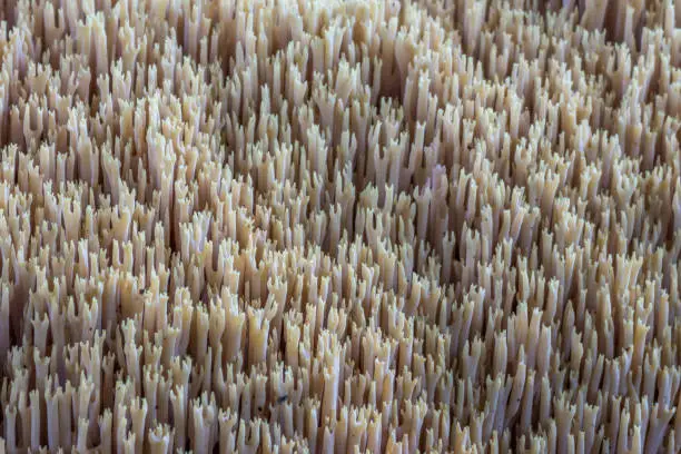 Ramaria Stricta close up of the fruiting spines.