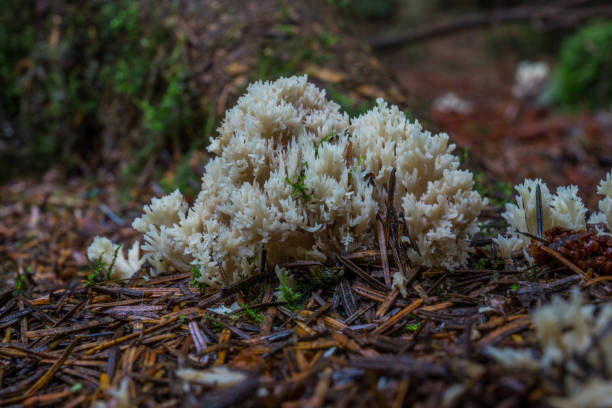 istock White Coral Fungus 826649340