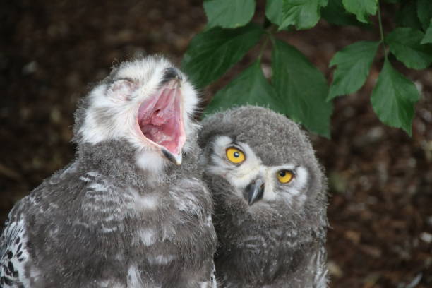 istock Young Yellow Eyed Snowy Owl (Bubo scandiacus) 826649958