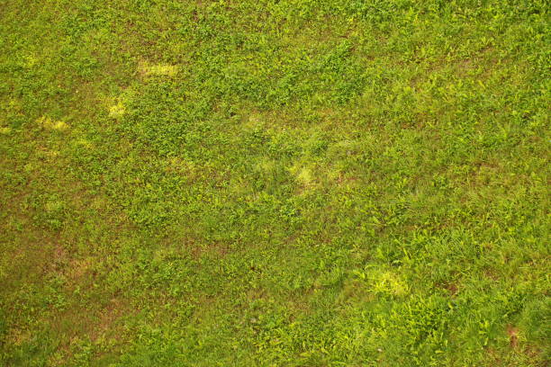 istock Field of grass light and shadow 826650154