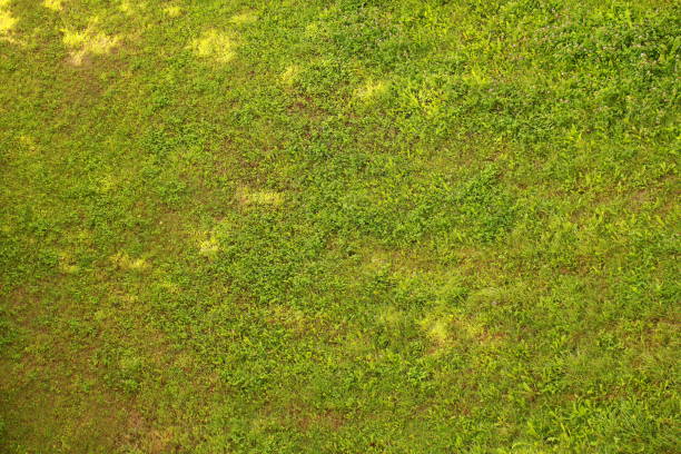 istock Field of grass light and shadow 826650158