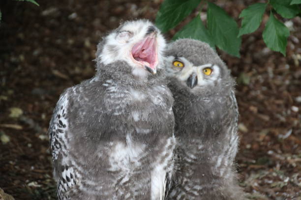 istock Young Yellow Eyed Snowy Owl (Bubo scandiacus) 826650322