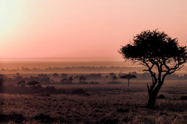 istock Masai Mara Pink Dawn 826650346