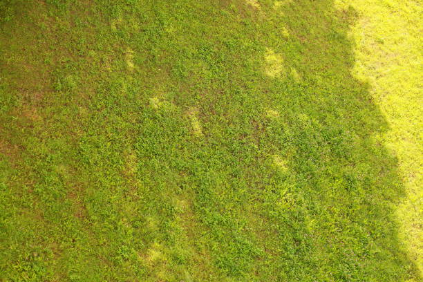 istock Field of grass light and shadow 826652518