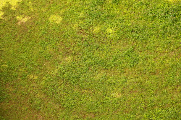 istock Field of grass light and shadow 826652764