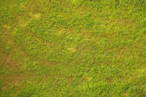 istock Field of grass light and shadow 826652820